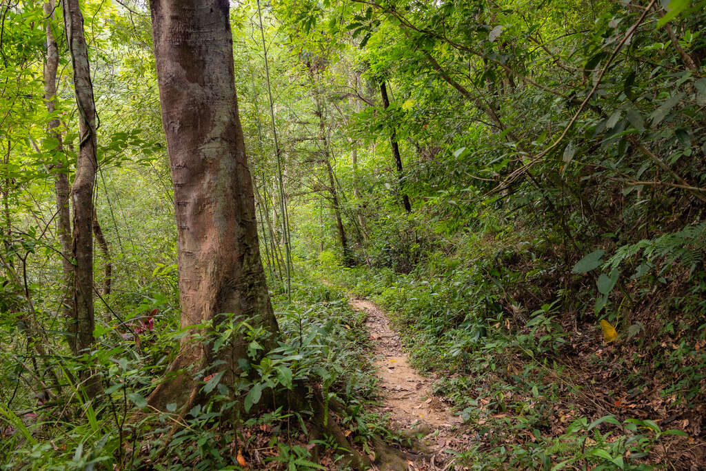 石峎古道